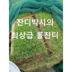 최상급 한국 잔디 잔디 100장