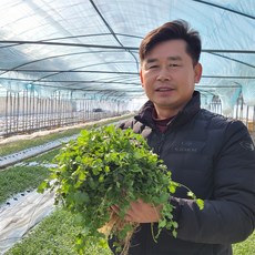 특품 장수 고수나물 / 새벽수확 고수 매일 50박스 굵고 향이좋은 백규인이웃 신선한 고수풀 리뷰후기