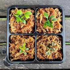 테라리움 식물 4종세트(부세파란드라 나나)/테라리움 재료 비바리움 팔루다리움 만들기 DIY 키트, 1개