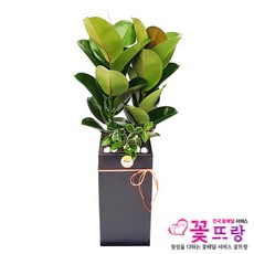 공기정화식물 개업화분 축하화분 화분배달 스투키 행운목 금전수 전국당일배송, B02 고무나무, 1개