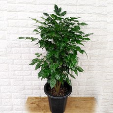 하늘농원 대박나무 녹보수 공기정화식물 리뷰후기