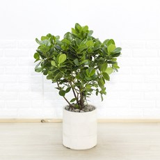 화수분 공기청정식물 대형 크루시아 인테리어화분 미세먼지제거식물 카페식물 리뷰후기