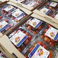 스테비아 방울토마토 토망고
