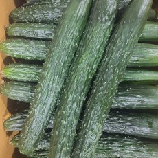갓 수확한 맛있는 가시오이