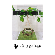 파충류 등나무 크레그네 도마뱀 크레스티드게코 사육장