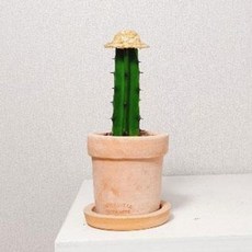 용신목 미니다육이 화분 선인장, 용신목&밀짚모자, 베트남13(받침포함), 1개