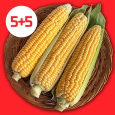 초당옥수수