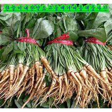 참농인노지고들빼기5단(소량생산 1일10상자한정판매) 1box 1.5kg