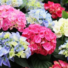 갑조네 수국 화분 꽃화분 생화 리뷰후기