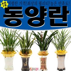 플라워조아 특별 채홍 동양란 개업 영전 승진 취임
