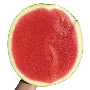 [종우네] 씨없는 고당도 수박 (호텔/백화점 납품), 1개, 8kg