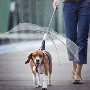 狗雨季行走傘, 單色, 1個