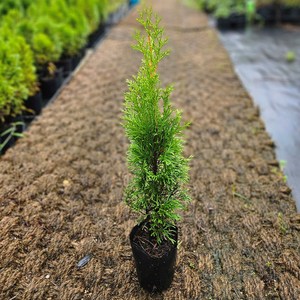 세종원예농원 (10주묶음) 에메랄드그린 4년 40~50cm 포트묘, 10개