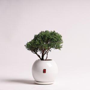 에코플라워 분재 (모던진백_20x25cm) 수도권배송 택배배송 사진전송 승진 영전 인사이동 진급 취임 개업 집들이 꽃배달 ds-0063, 1개