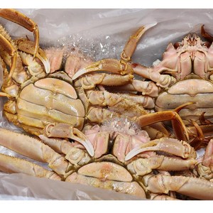 플루비 게살 통통 게 1kg 3-6미 내외 밥도둑 추천, 게 3-6 마리 1kg 내외