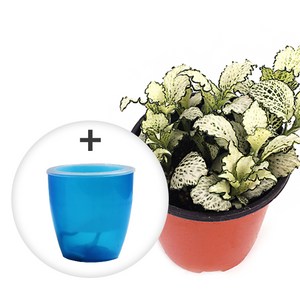 미미네아쿠아 자동급수 화이트스타 화분 키우기