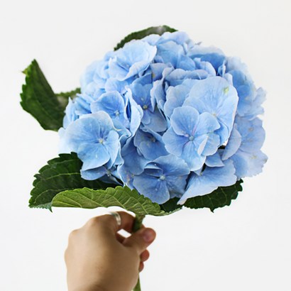아임플라워 생화 센터피스 수국 리뷰후기