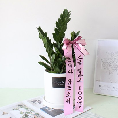 제이메이드 개업식물 금전수 도자기 화분 개업 축하 리본