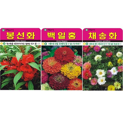 봉선화 채송화 백일홍 씨앗
