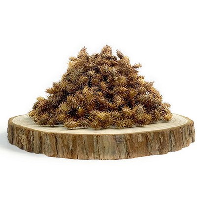 산약초이야기 자연산 도꼬마리 창이자 독고마리