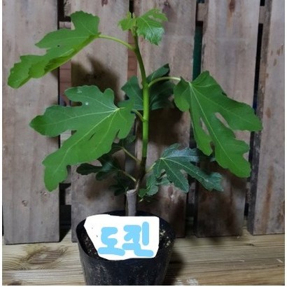 무화과 신품종 바이올렛 도핀 포트묘목1주 리뷰후기