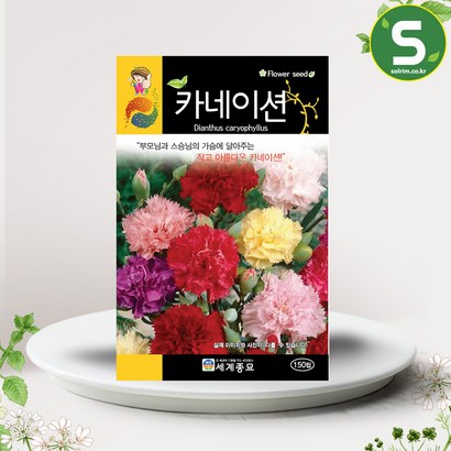 솔림텃밭몰 카네이션씨앗 150립 카네이션 꽃씨앗 혼합종
