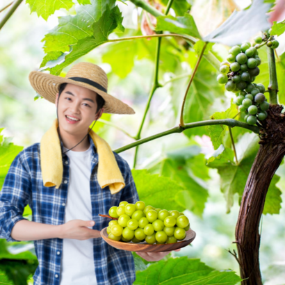 고당도 샤인머스켓 포도 망고 2수 3수 선물세트 에어포장 수출용 최상급 특 달콤한 선물세트