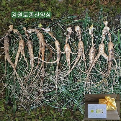 강원토종 자연삼 부모님 면역 장뇌삼 산양산삼10년근10뿌리 리뷰후기