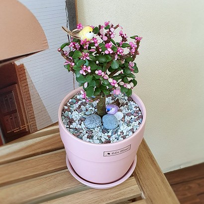 실내공기정화식물 핑크아악무 은행목 다육식물 인테리어 화분세트