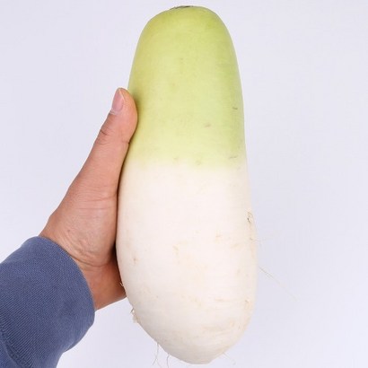 제주 무 1개 1내외 팔팔마켓 월동무 김장 무우