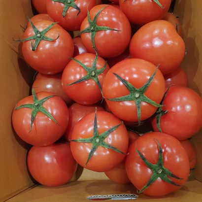 세연팜 완숙토마토