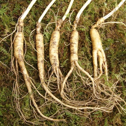 천봉산삼 7년근 5뿌리 산삼 장뇌삼 산양삼 산양산삼 자연산 주 새싹 장뇌 설 추석 선물세트