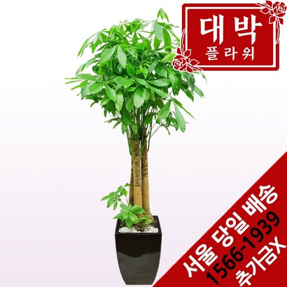 대박플라워 파키라 개업화분 집들이선물 인테리어 공기정화식물 관엽식물 꽃배달 리뷰후기
