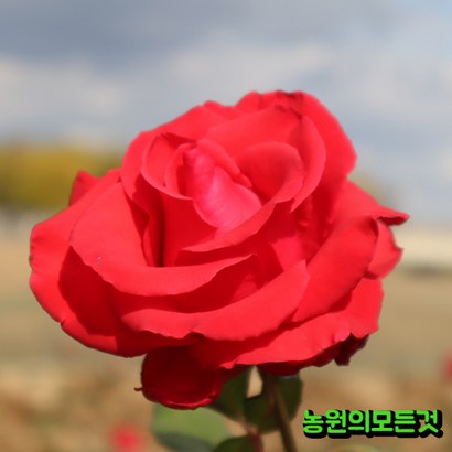 덩굴장미 묘목 넝쿨장미 줄장미 묘목 포트묘 2-3지 리뷰후기