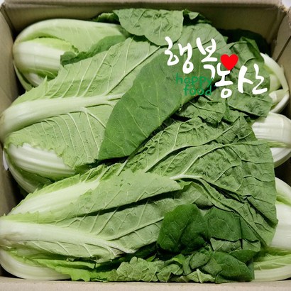 싱싱한 당일작업 얼갈이 배추 2 리뷰후기