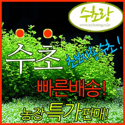수초랑 수초세트 초중고급자