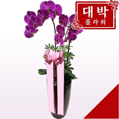 대박플라워 핑크접 서양란 승진선물 취임란 영전 이전 개업선물 부모님선물 꽃배달