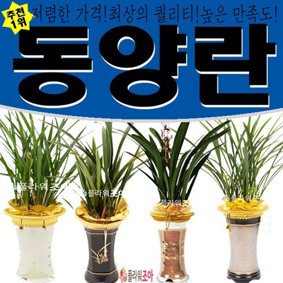 플라워조아 특별 산천보세 동양란 개업 영전 승진 취임 리뷰후기