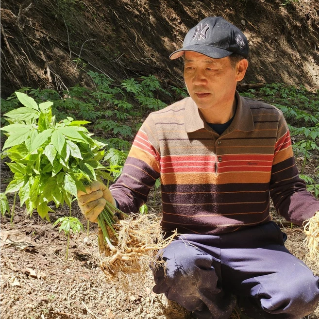 [한국명품산삼] 진짜 100% 지리산 산양삼 5년근 산지직송 선물용 장뇌삼 산양산삼, 4-5년근 10뿌리, 1개, 10g