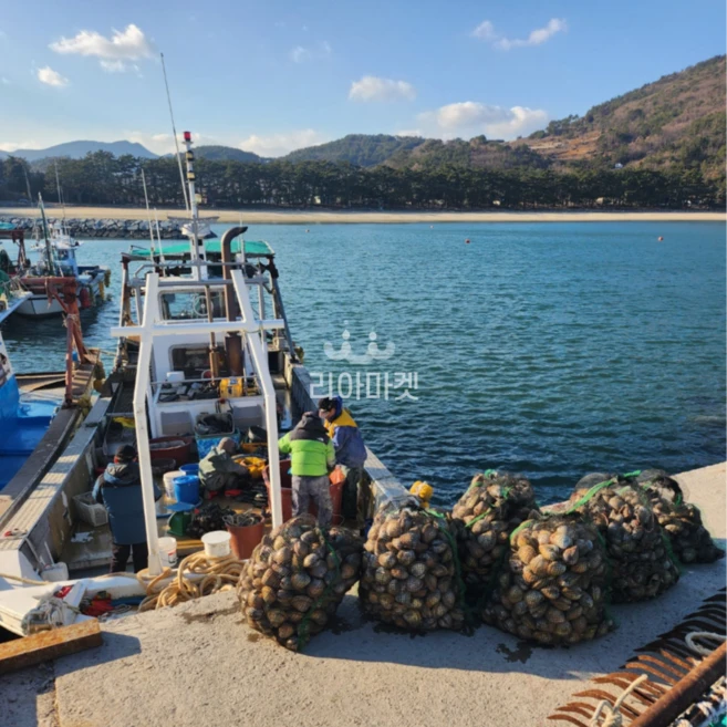 [산지직송] 여수 조업 완전손질 자연산 새조개 정품, 1개, 300g