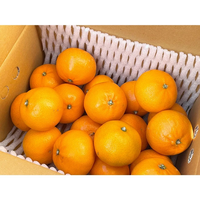 제주삼촌 햇 천혜향 10kg 5kg 3kg 고당도 제주천혜향, 1개, 3kg 중과