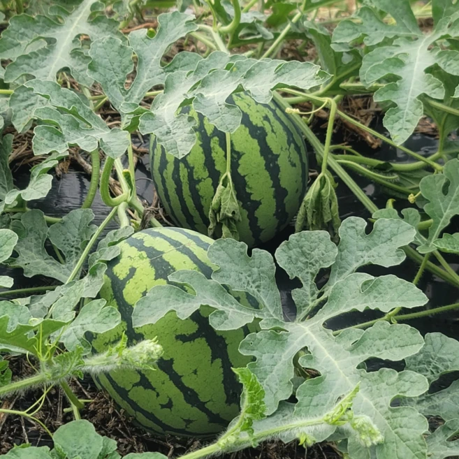 [고니네농수산] 추워도 맛있는 겨울수박, 1개, 4kg