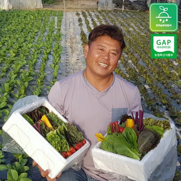 양주농부 20가지 다양한 종류의 고급 모듬 쌈채소 800g - 1.25kg, 1박스, 클로렐라쌈채소 800g