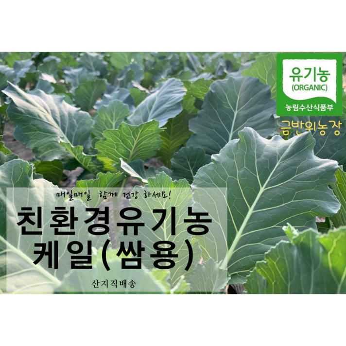 유기농 케일 (쌈용), 1박스, 쌈용1kg