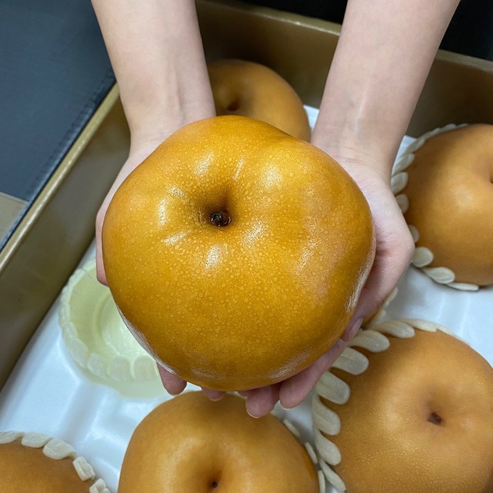 햇 배 나주 신고배 원황 GAP인증 선물세트 5kg 7.5kg 15kg, 햇배 상 5kg(8~10과), 1box