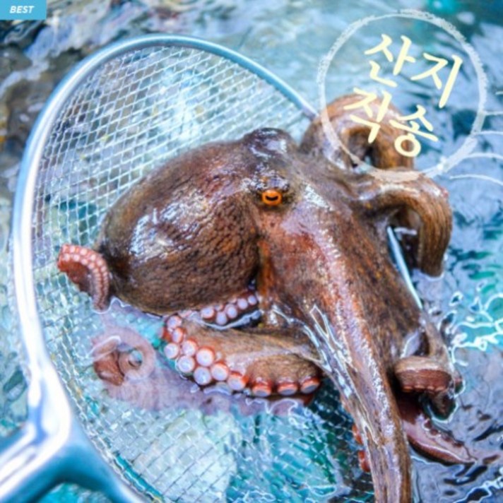 전남 여수 산지직송 자연산 돌문어 1kg(1~3마리) 활문어, 1개