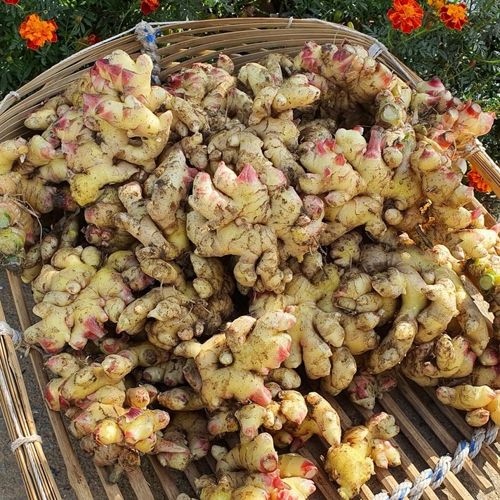 서산 흙생강 2kg or 3kg, 1개