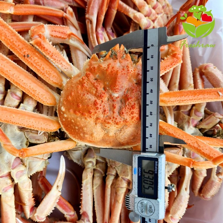 영덕대게 살수율보장 선주직송 9.1cm이상 찜대게, 330g, 10개
