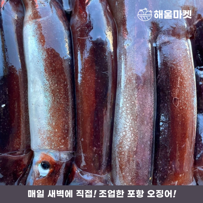 당일직접조업 포항동해 생물 초코오징어, 특대 오징어 5마리(2.2kg내외)