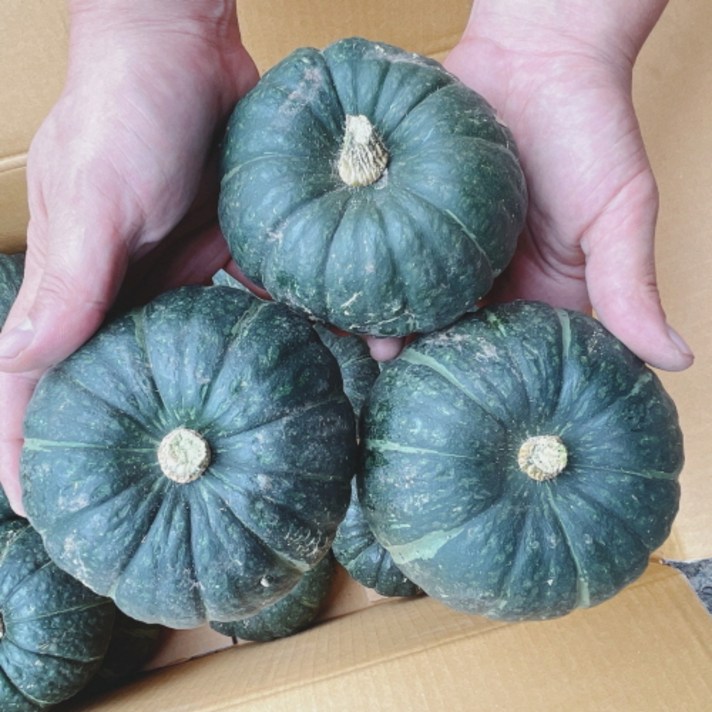 갓 수확한 제주 보우짱 미니단호박 밤호박 2kg 3kg 5kg 10kg